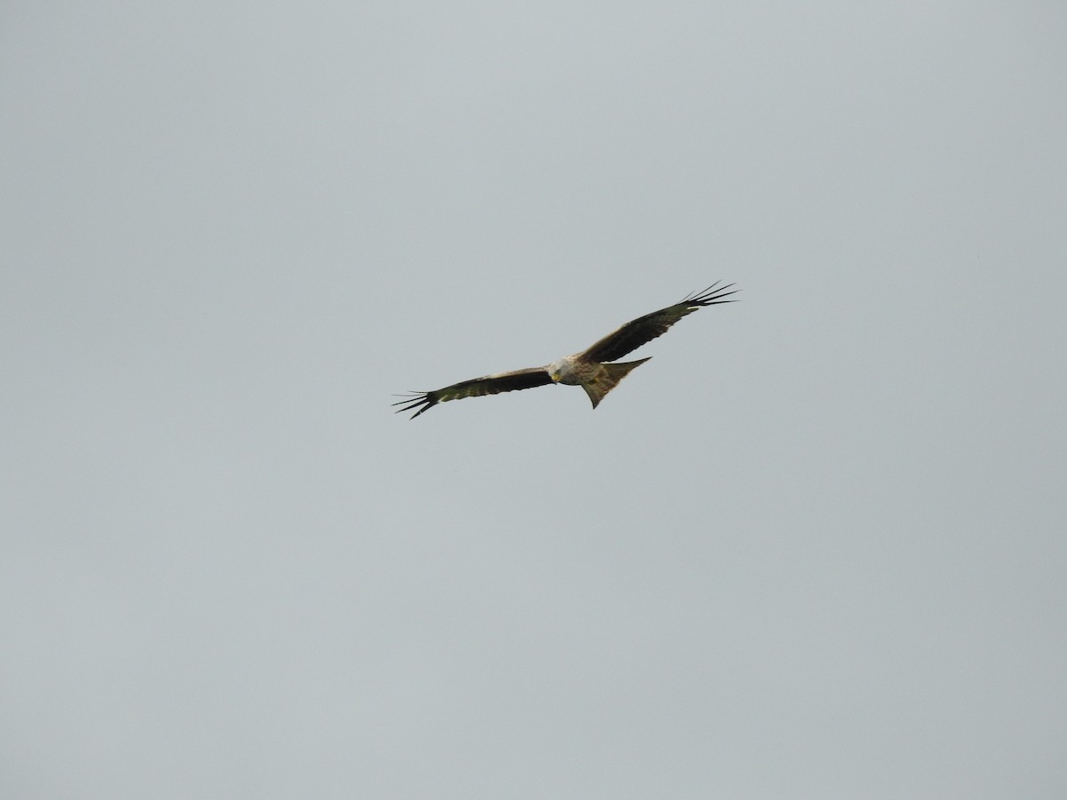 Red Kite - ML621025044