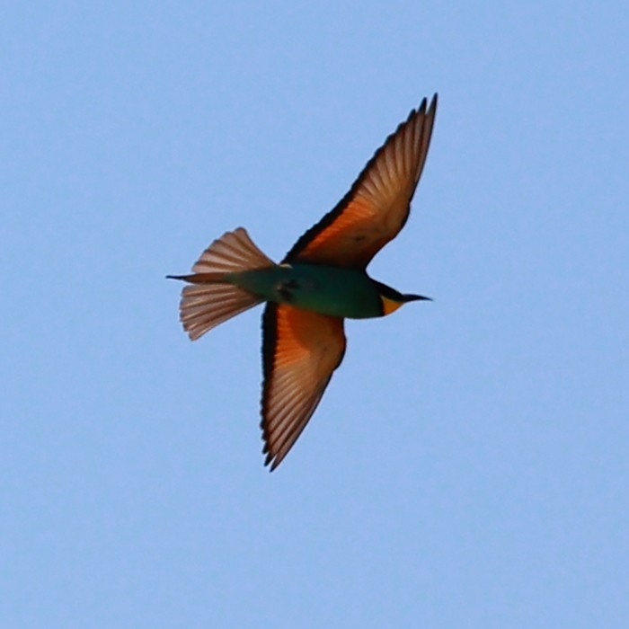 European Bee-eater - ML621025046