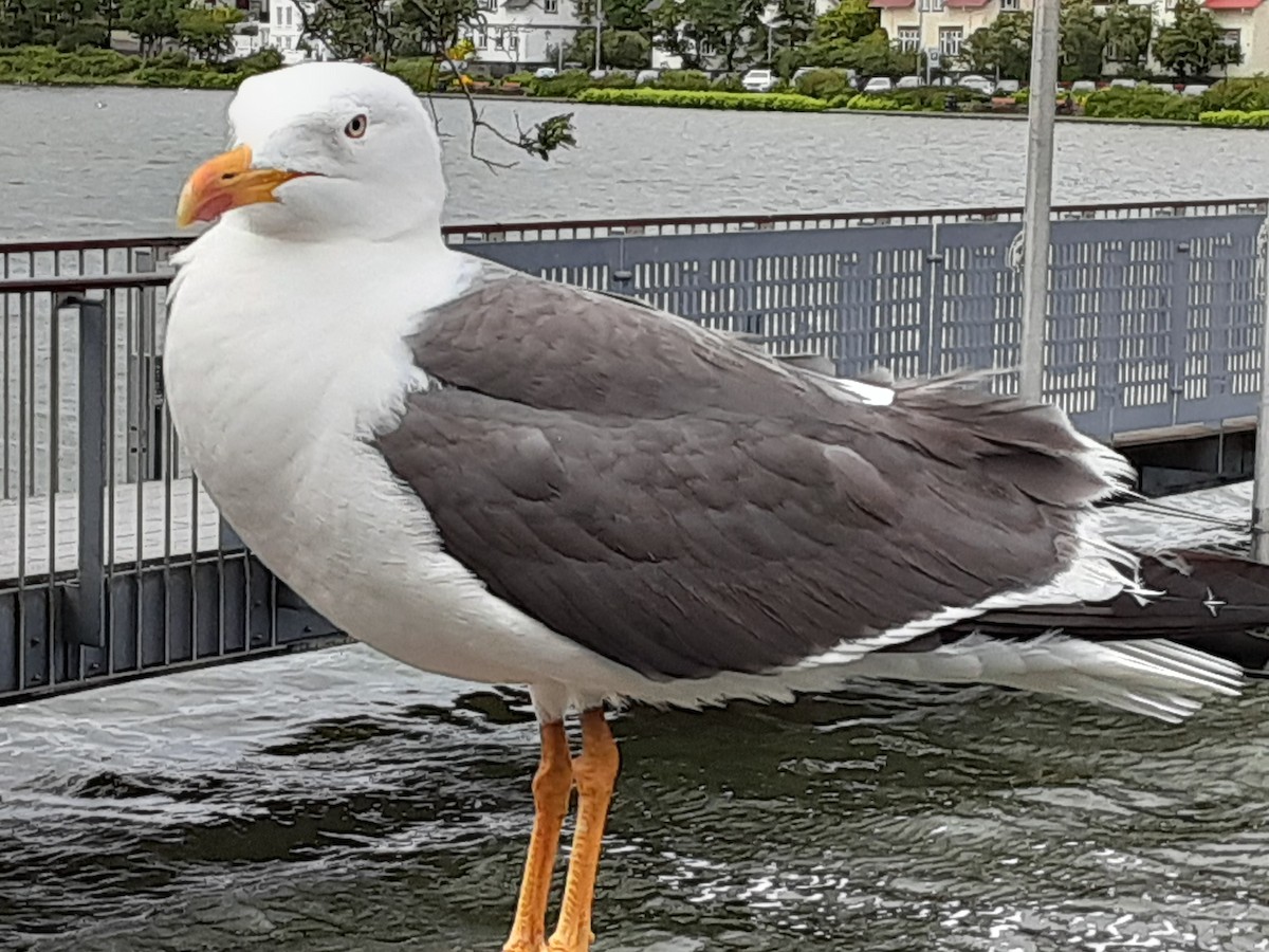 Lesser Black-backed Gull - ML621025066