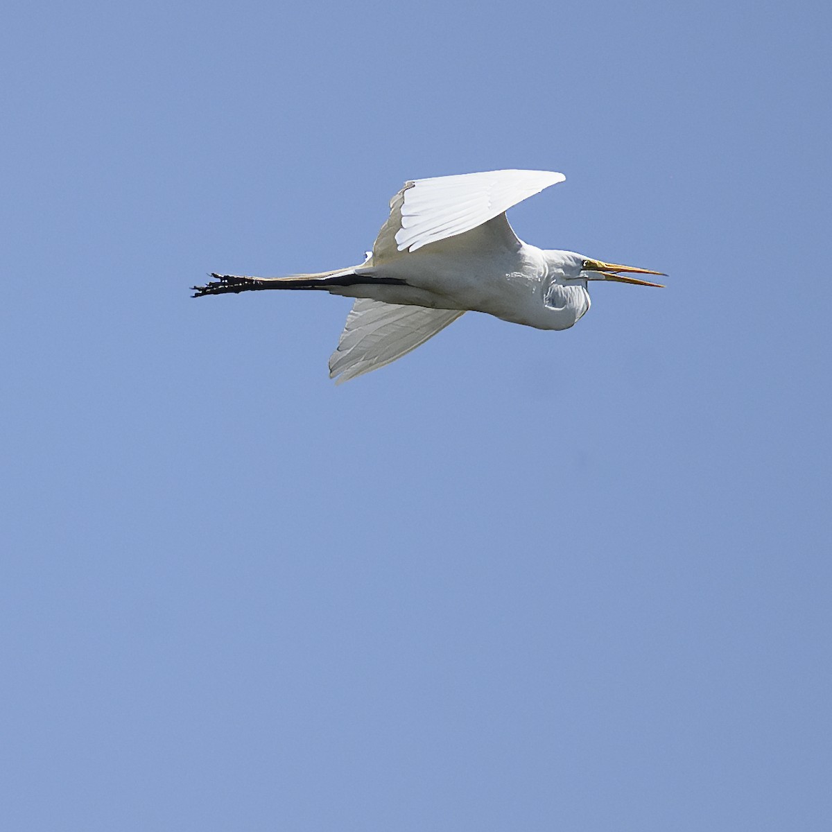 Great Egret (American) - ML621025067