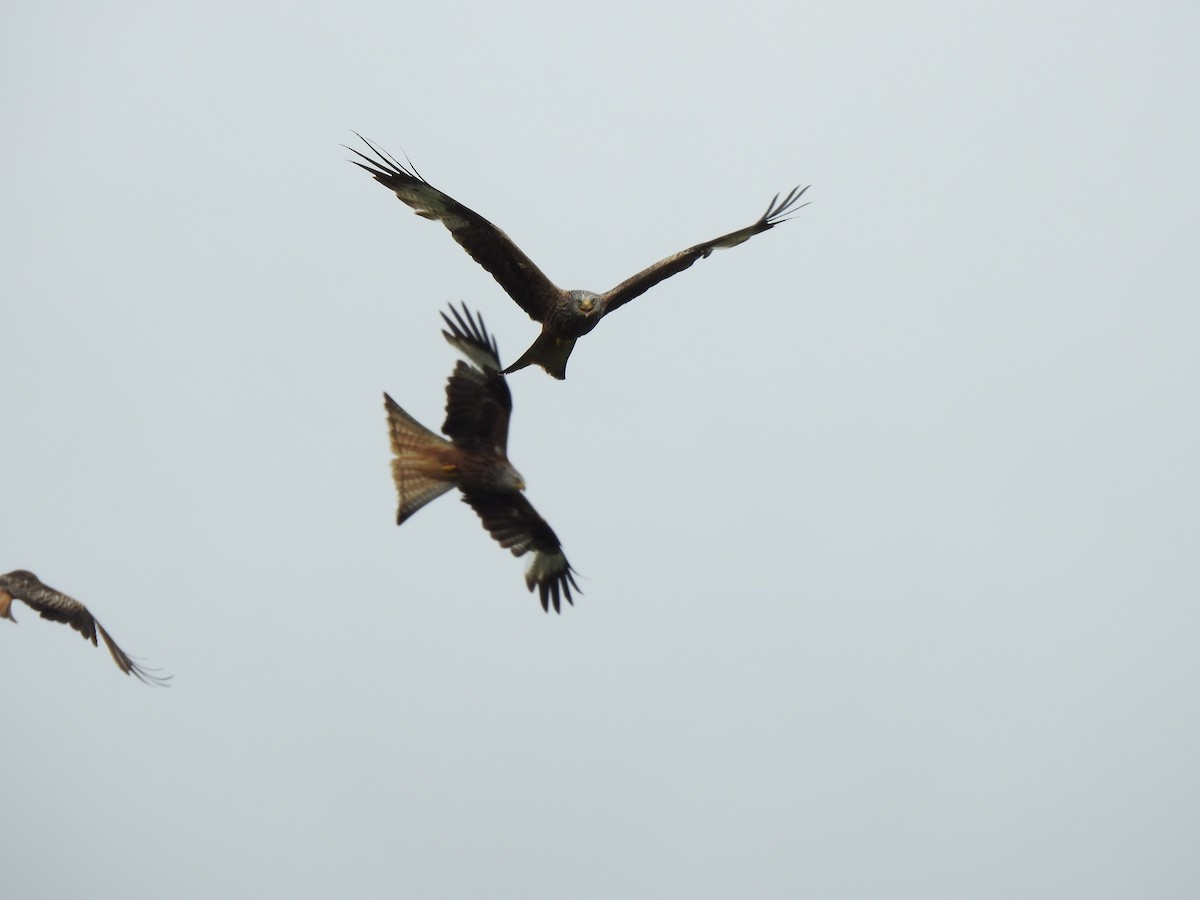 Red Kite - ML621025069