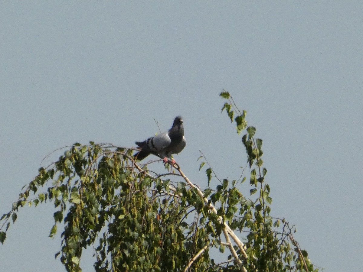 Rock Pigeon (Feral Pigeon) - ML621025077