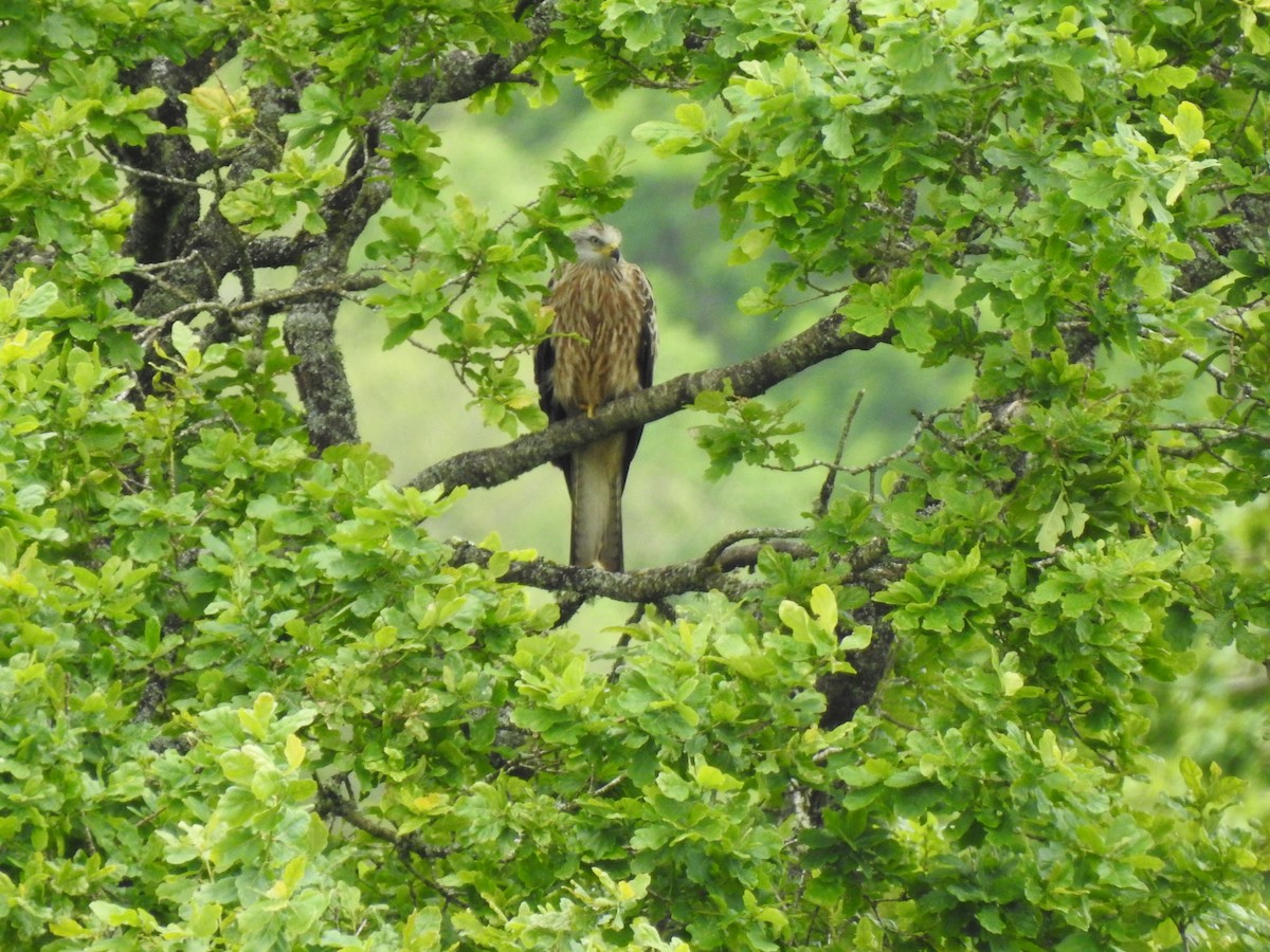 Red Kite - ML621025087