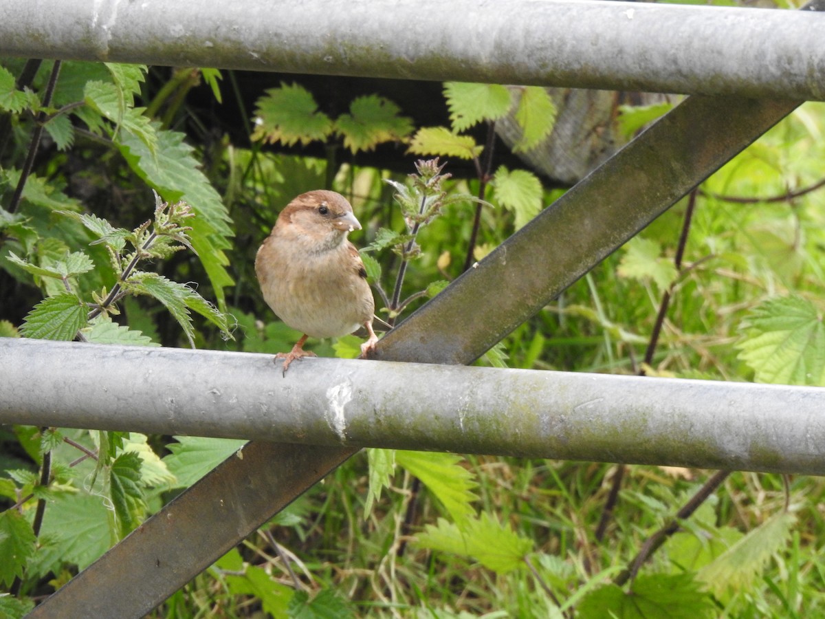 House Sparrow - ML621025105