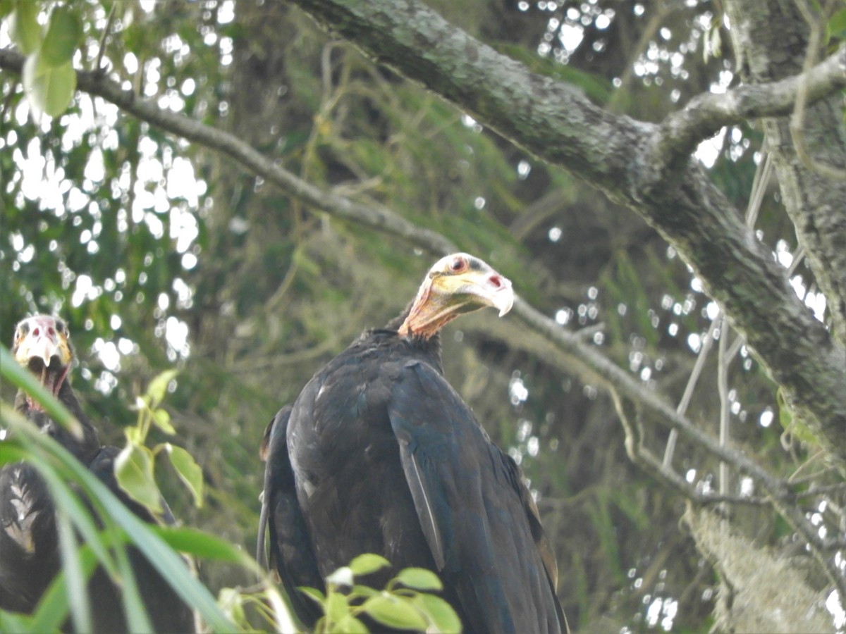 Lesser Yellow-headed Vulture - ML621025111