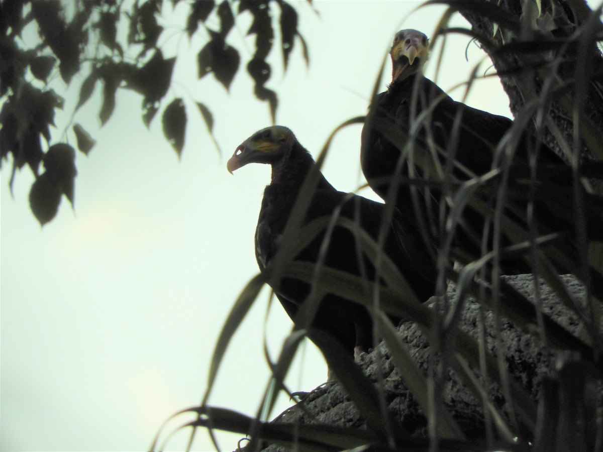Lesser Yellow-headed Vulture - Jorge Juan Rueda