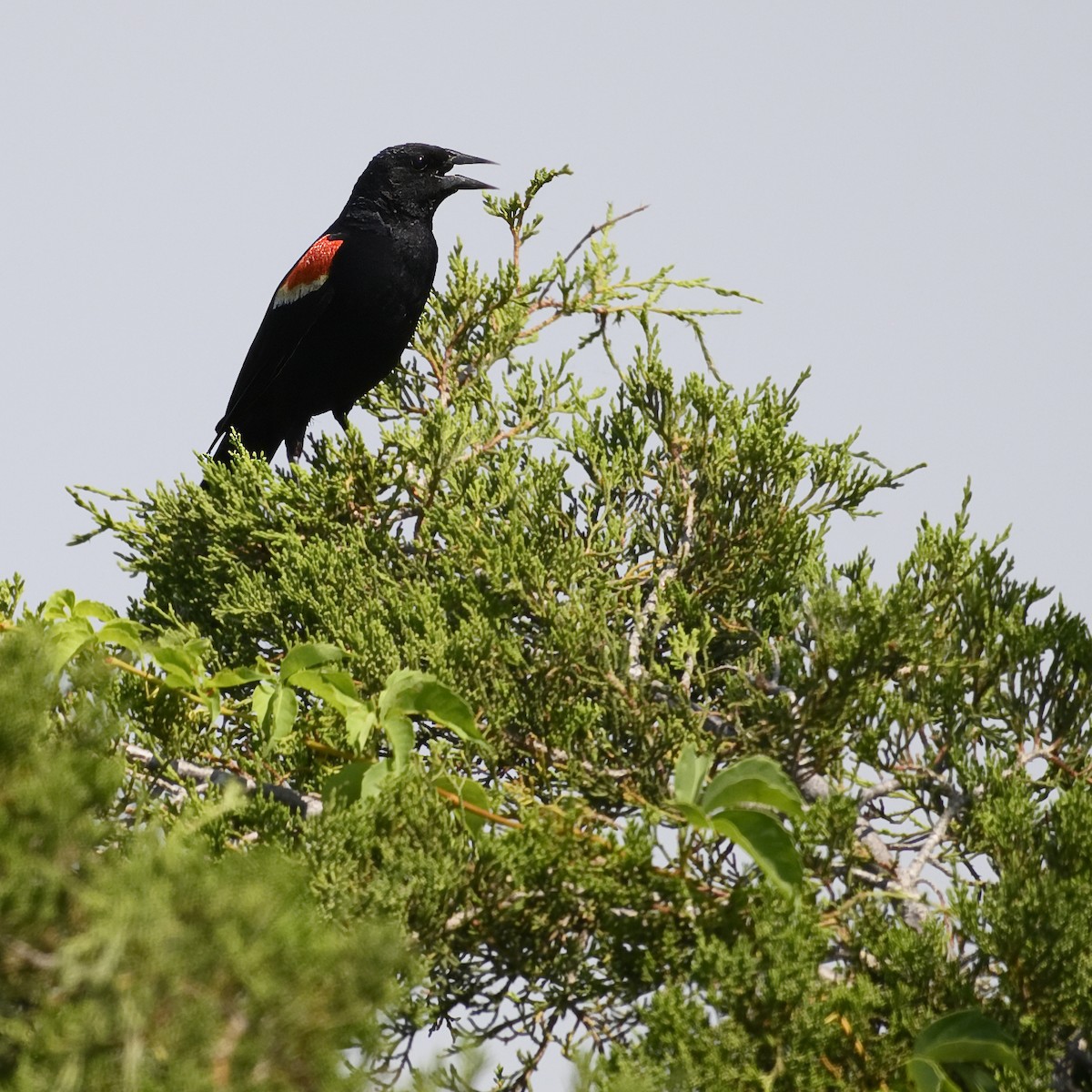 Red-winged Blackbird (Red-winged) - ML621025117