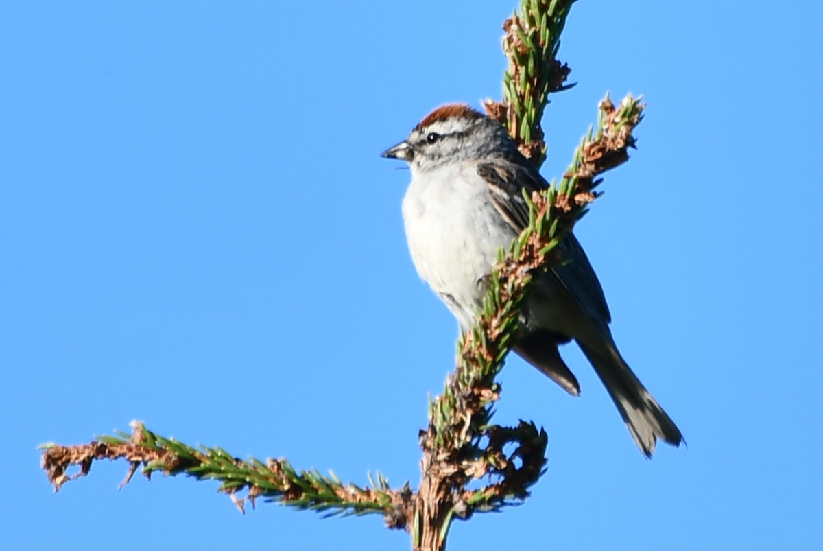 Chipping Sparrow - ML621025166