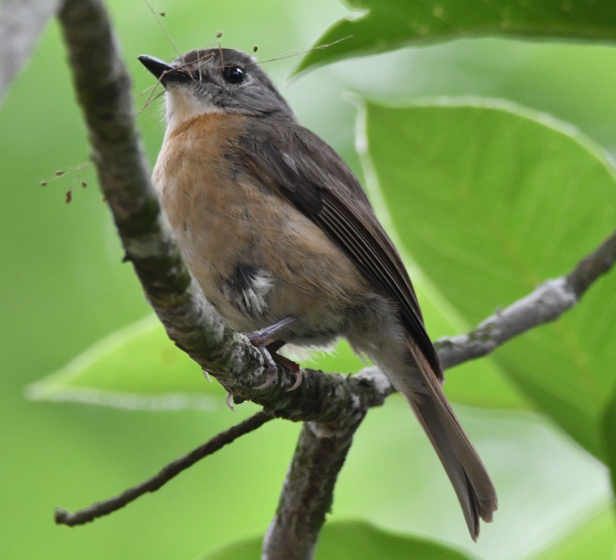 Pale-chinned Flycatcher - ML621025179