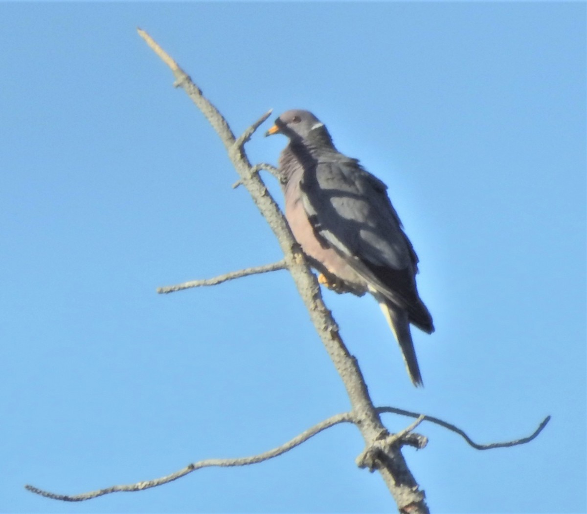 Полосатохвостый голубь [группа fasciata] - ML621025190