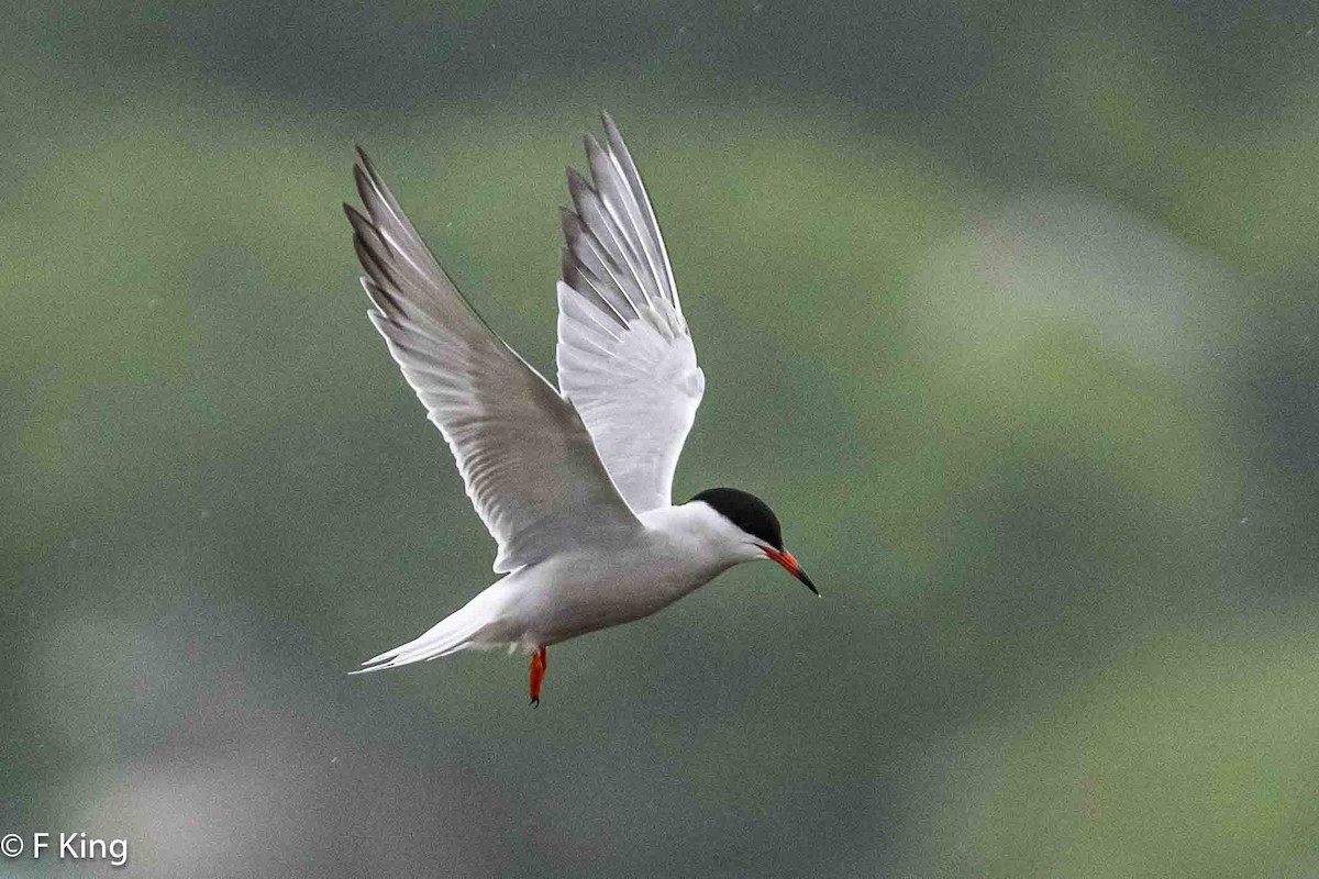 Common Tern - Frank King