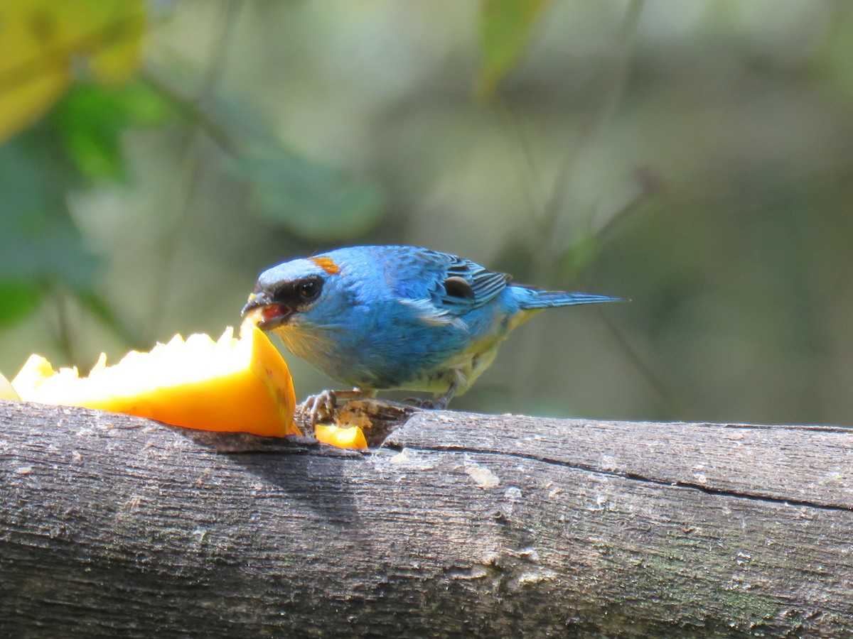 Golden-naped Tanager - ML621025205
