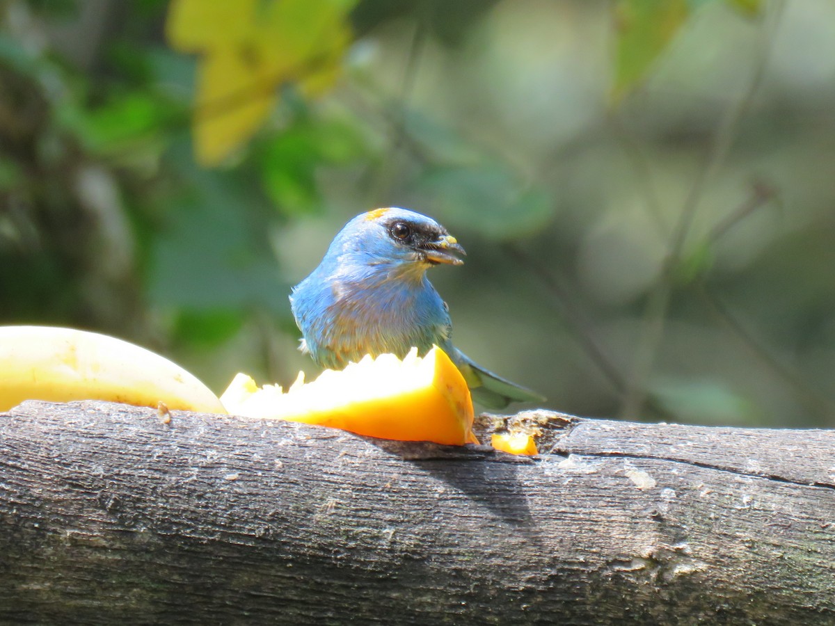 Golden-naped Tanager - ML621025206