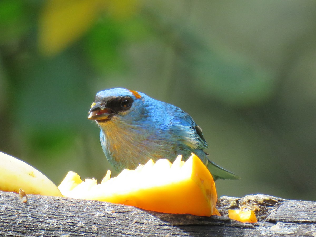 Golden-naped Tanager - ML621025208
