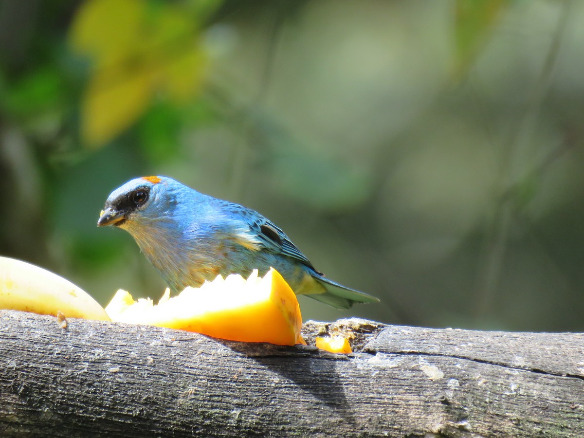Golden-naped Tanager - ML621025209