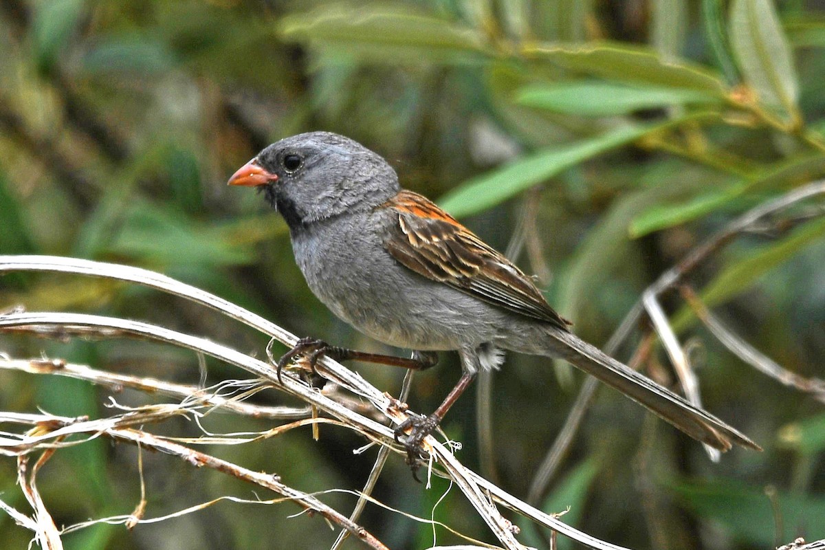 Black-chinned Sparrow - ML621025307
