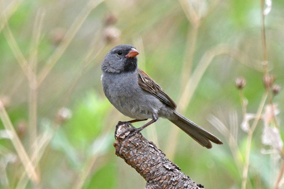 Black-chinned Sparrow - ML621025308