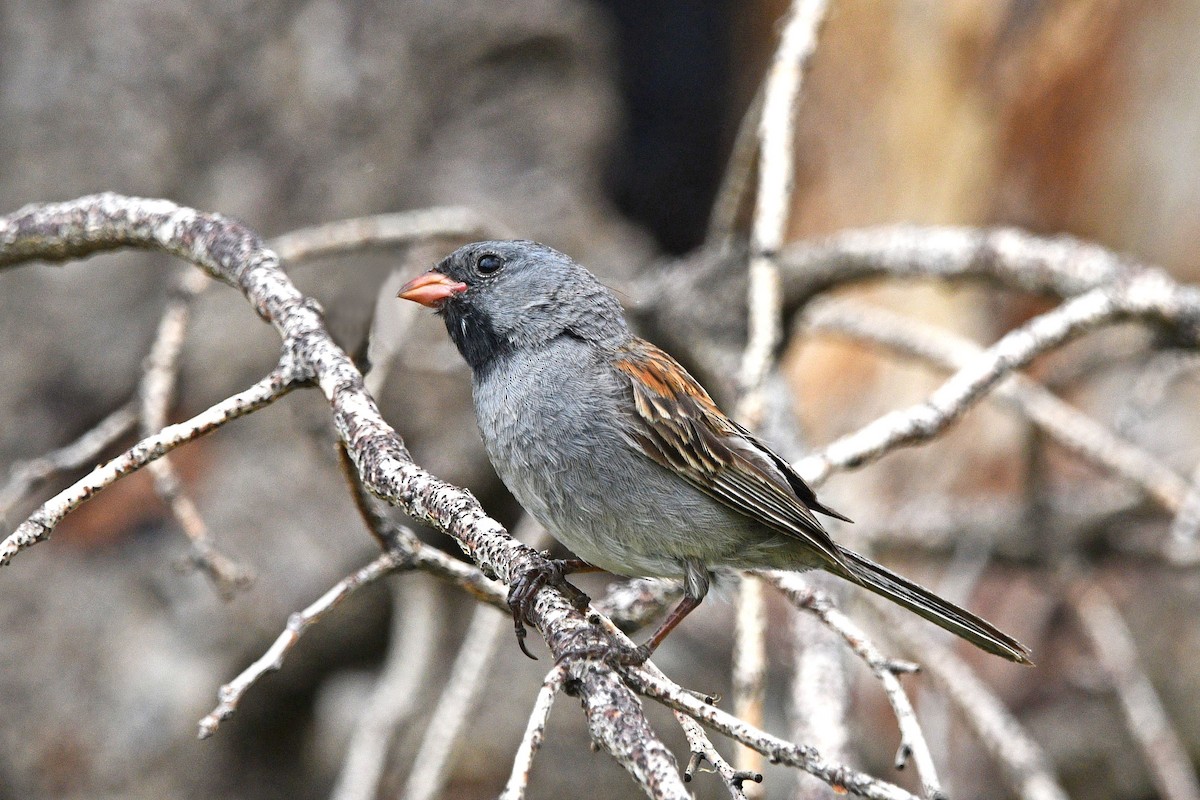 Black-chinned Sparrow - ML621025312