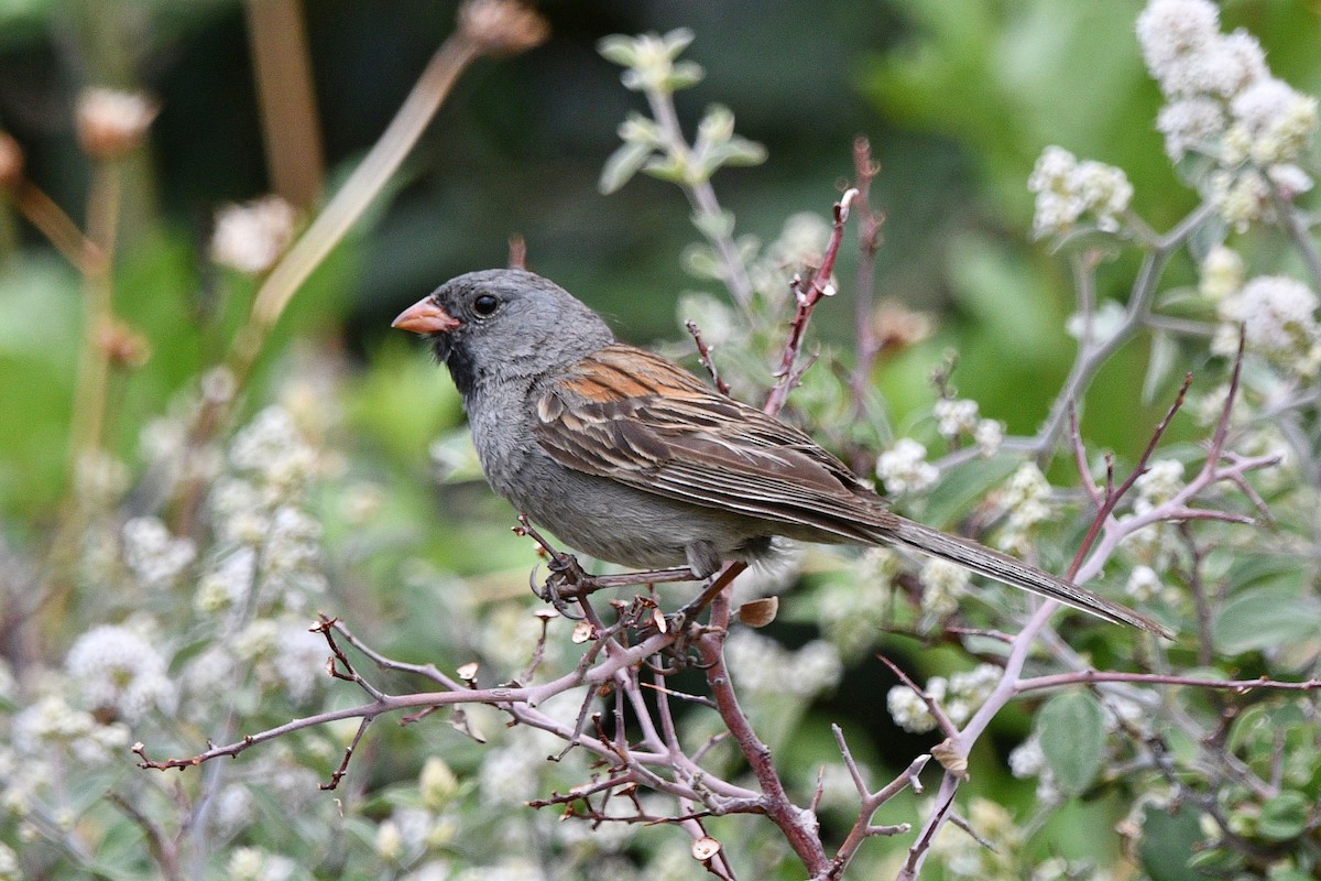 Black-chinned Sparrow - ML621025313