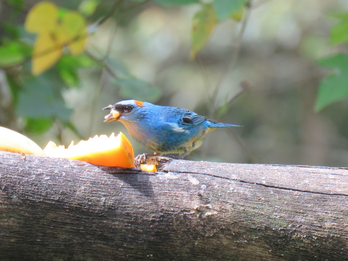 Golden-naped Tanager - Ron Batie