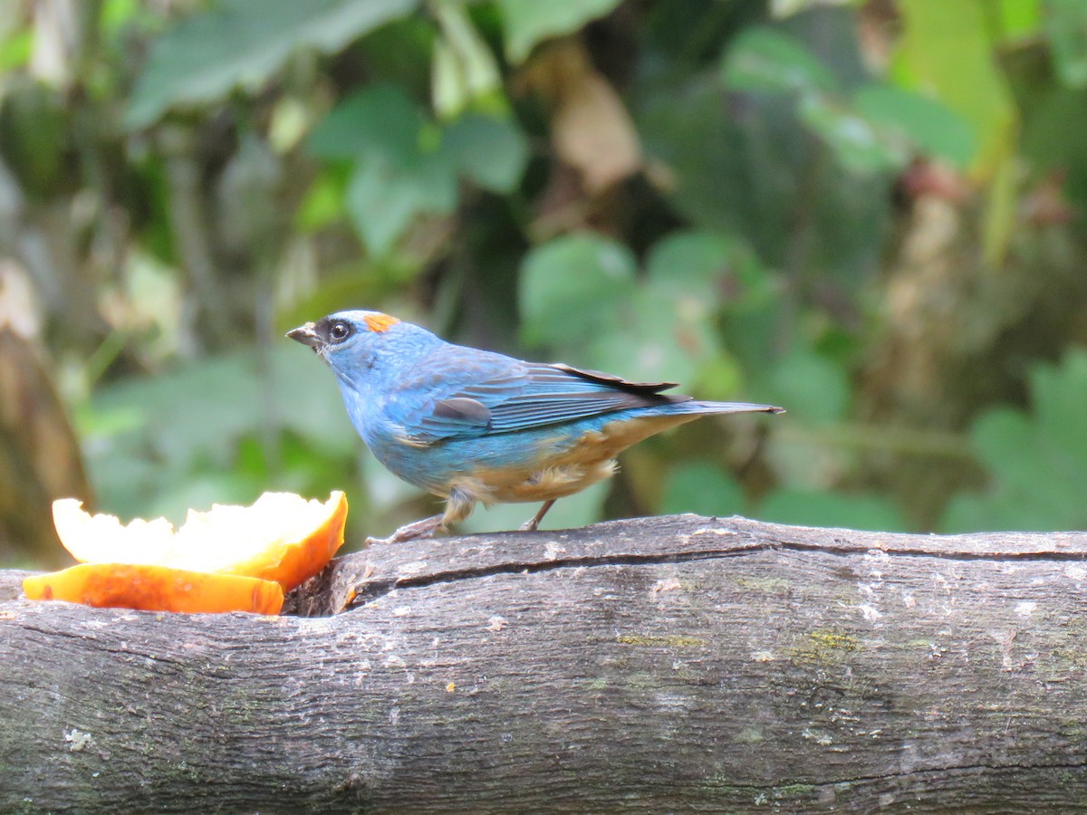 Golden-naped Tanager - ML621025346