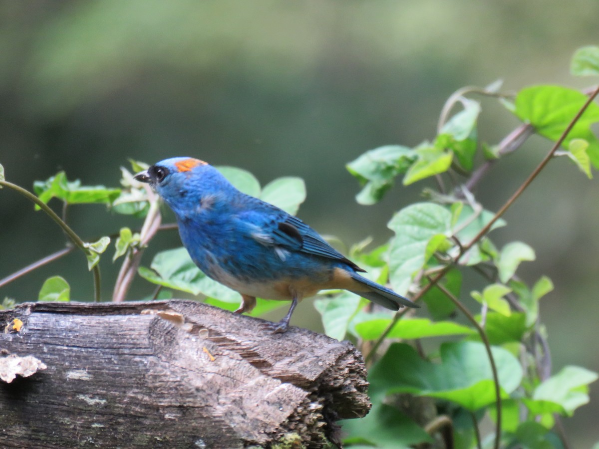 Golden-naped Tanager - ML621025348