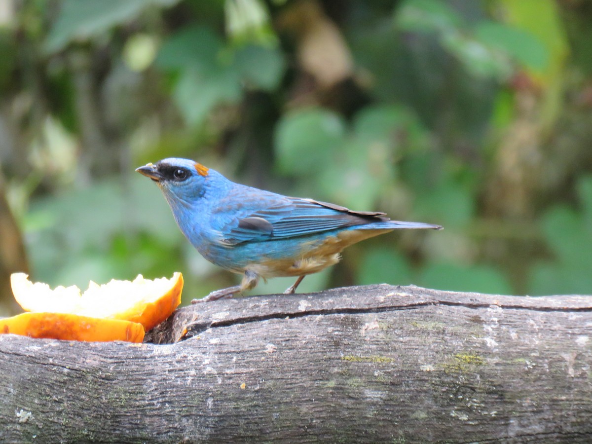 Golden-naped Tanager - ML621025349
