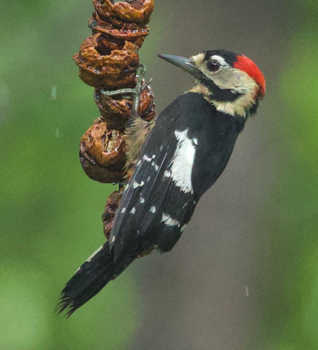 Necklaced Woodpecker - ML621025377