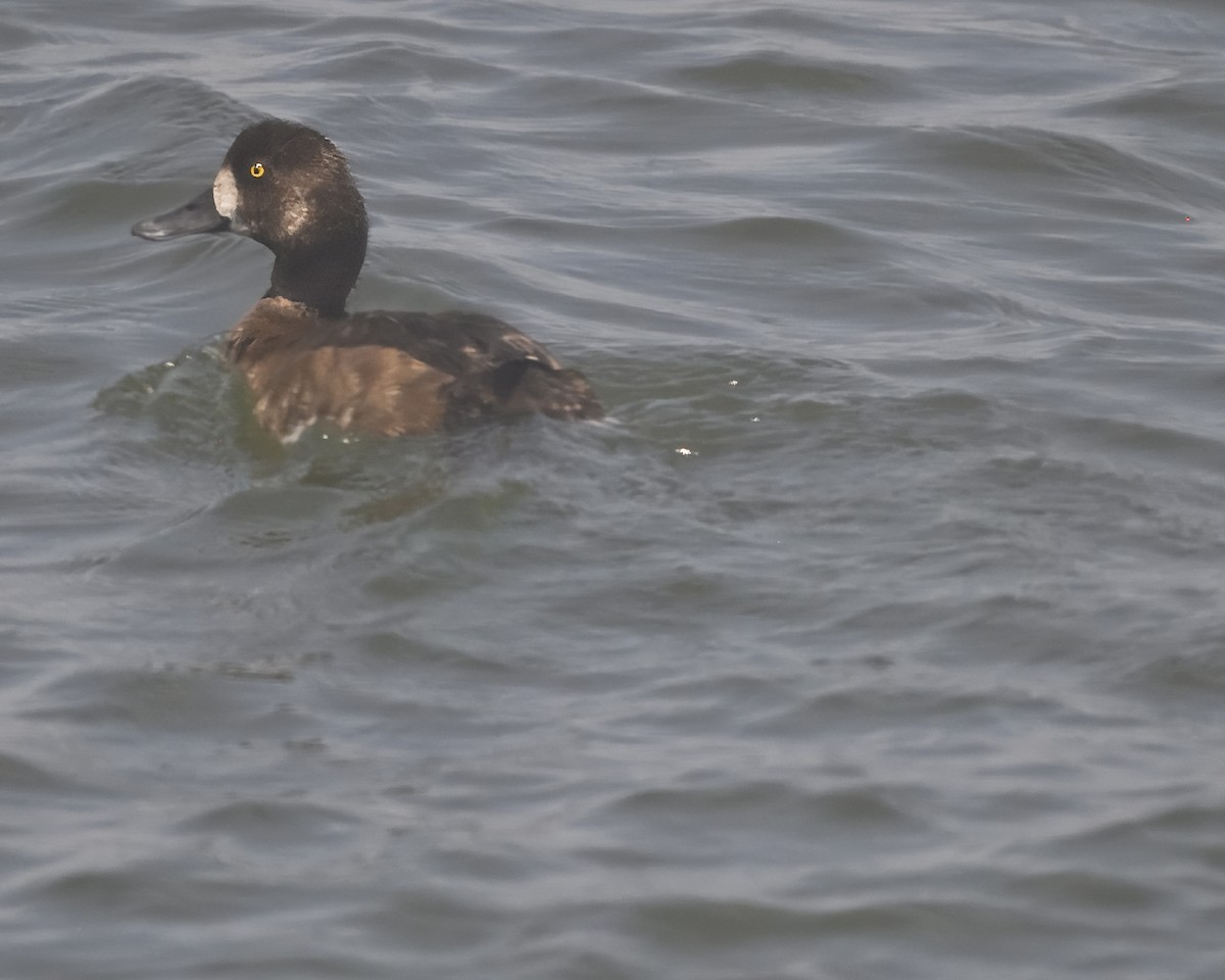 Lesser Scaup - ML621025446