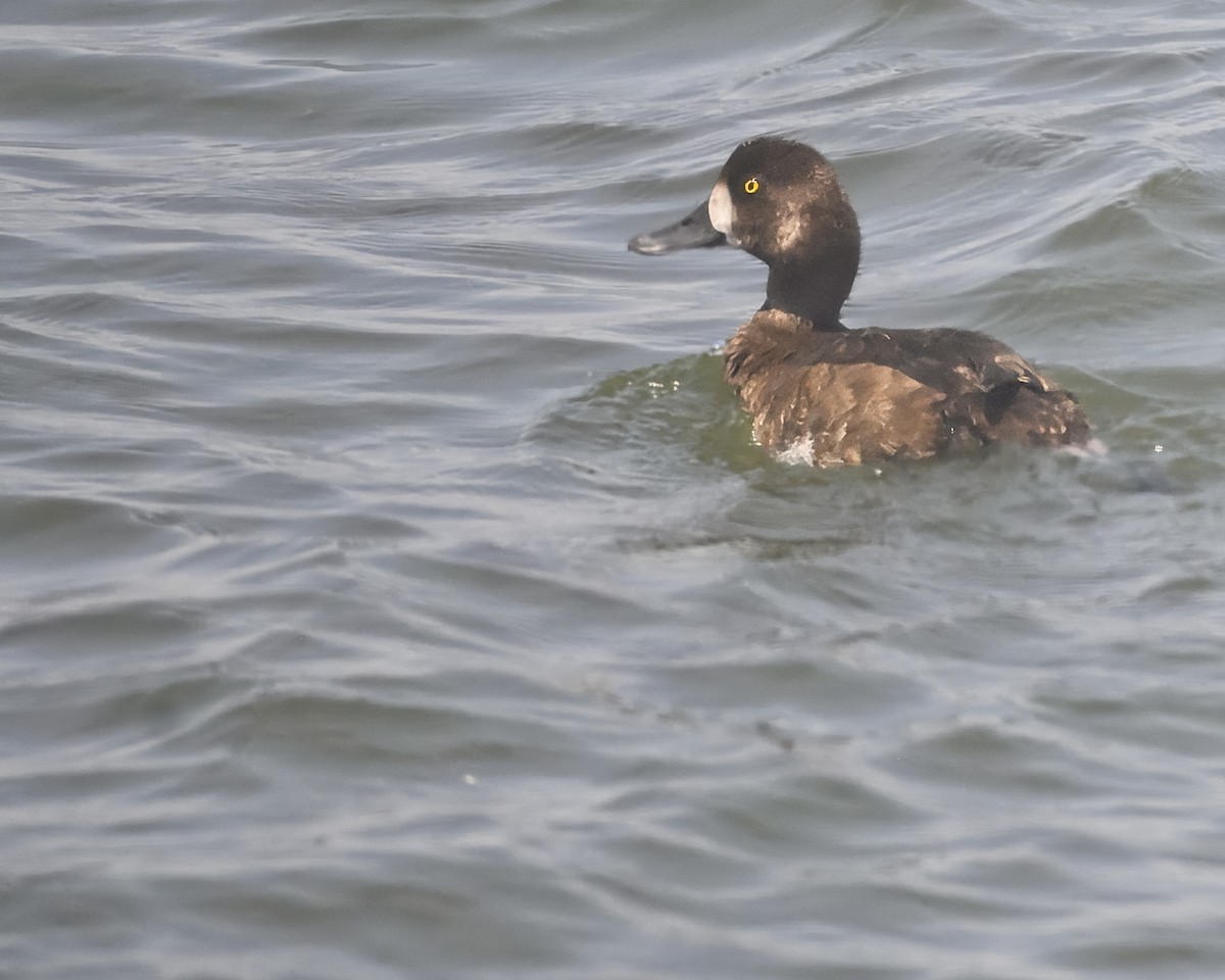 Lesser Scaup - ML621025447