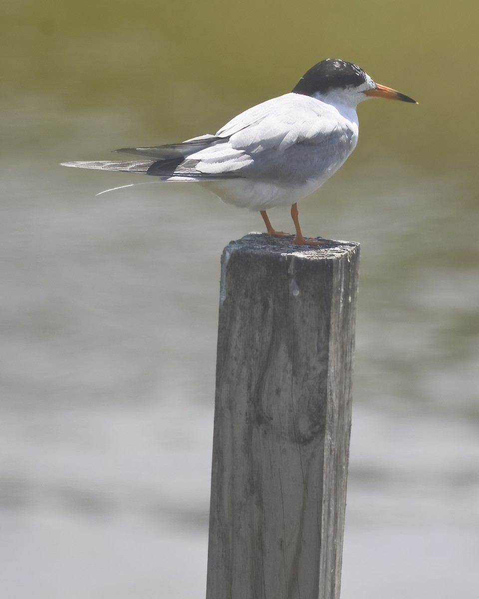 Common Tern - ML621025461