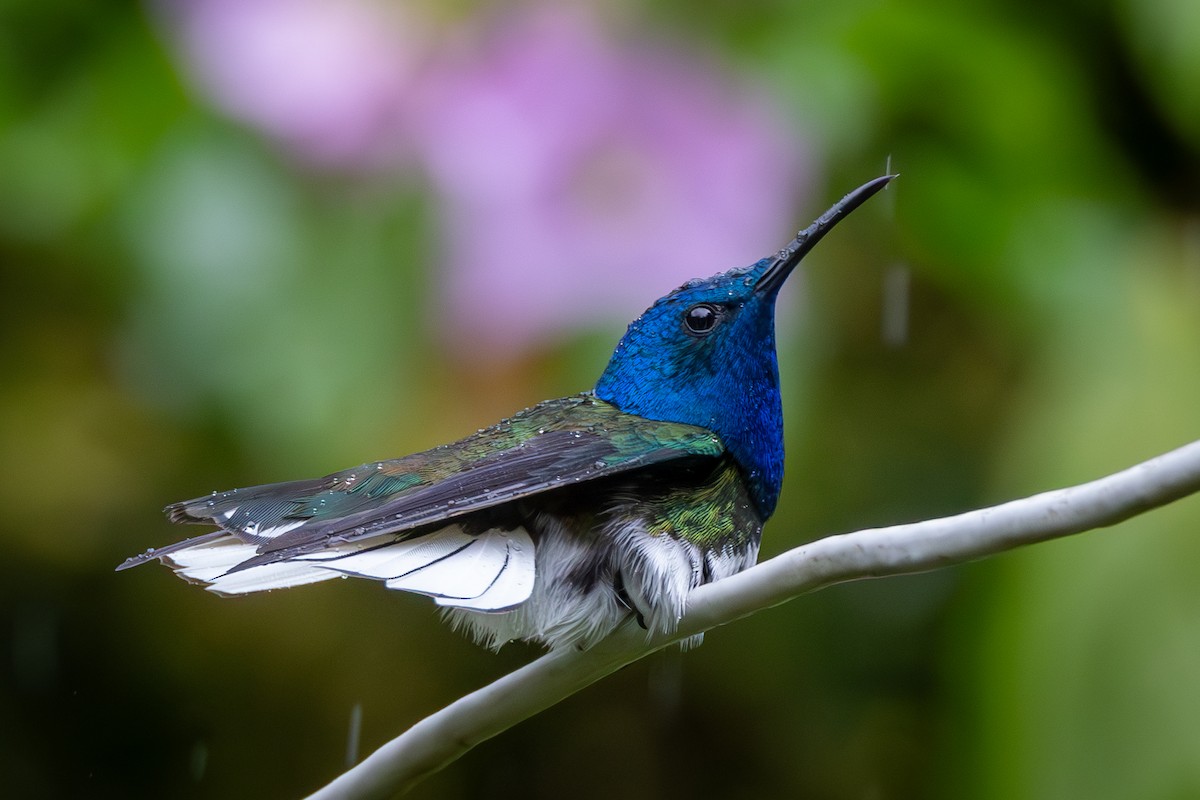 kolibřík bělokrký - ML621025471