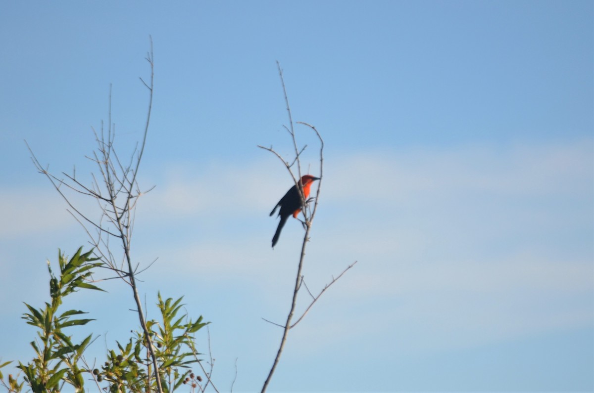 Scarlet-headed Blackbird - ML621025474