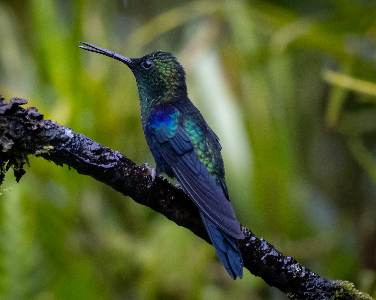 kolibřík vidloocasý - ML621025518