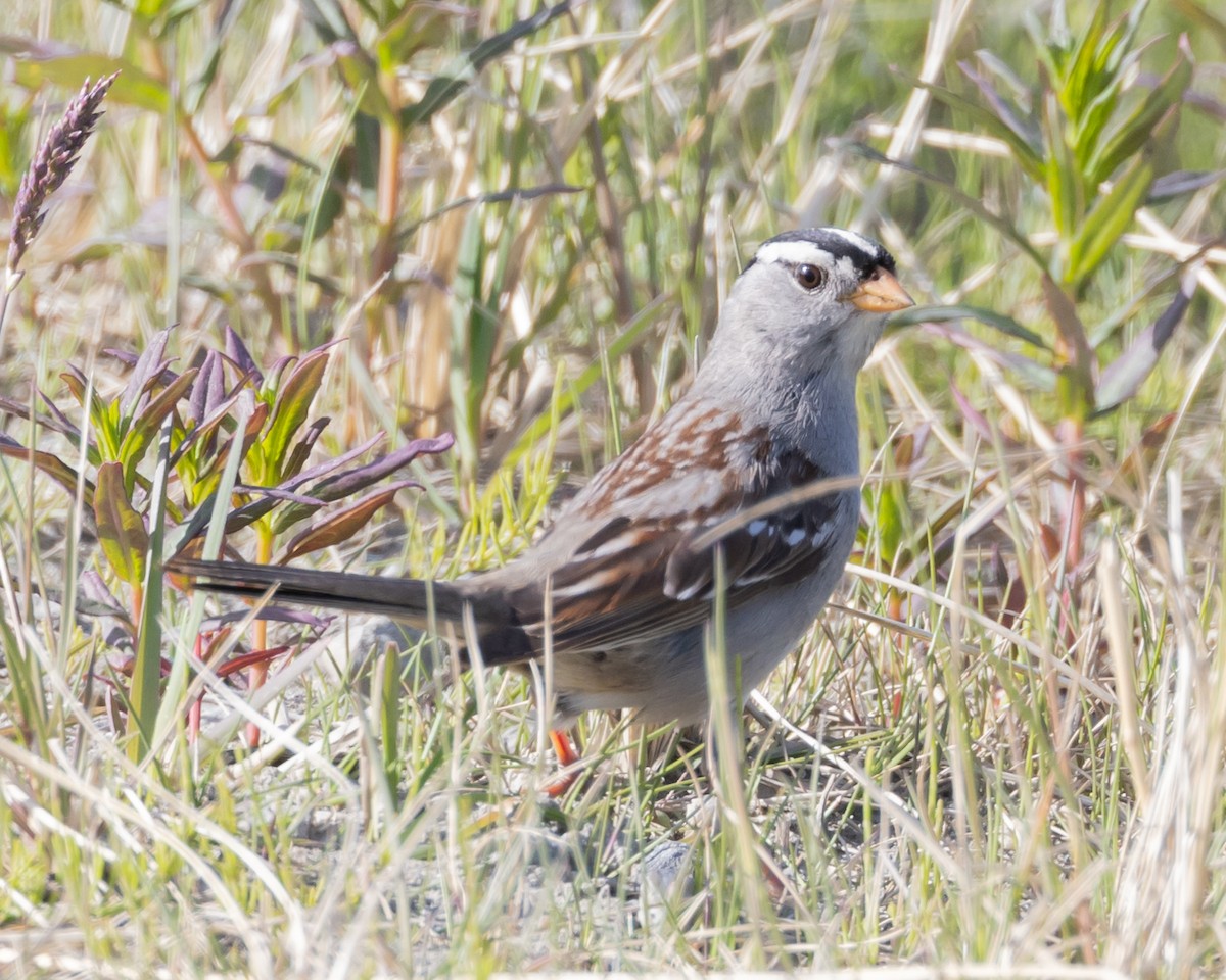 White-crowned Sparrow - ML621025534