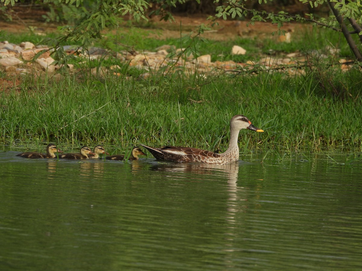 Indian Spot-billed Duck - ML621025549