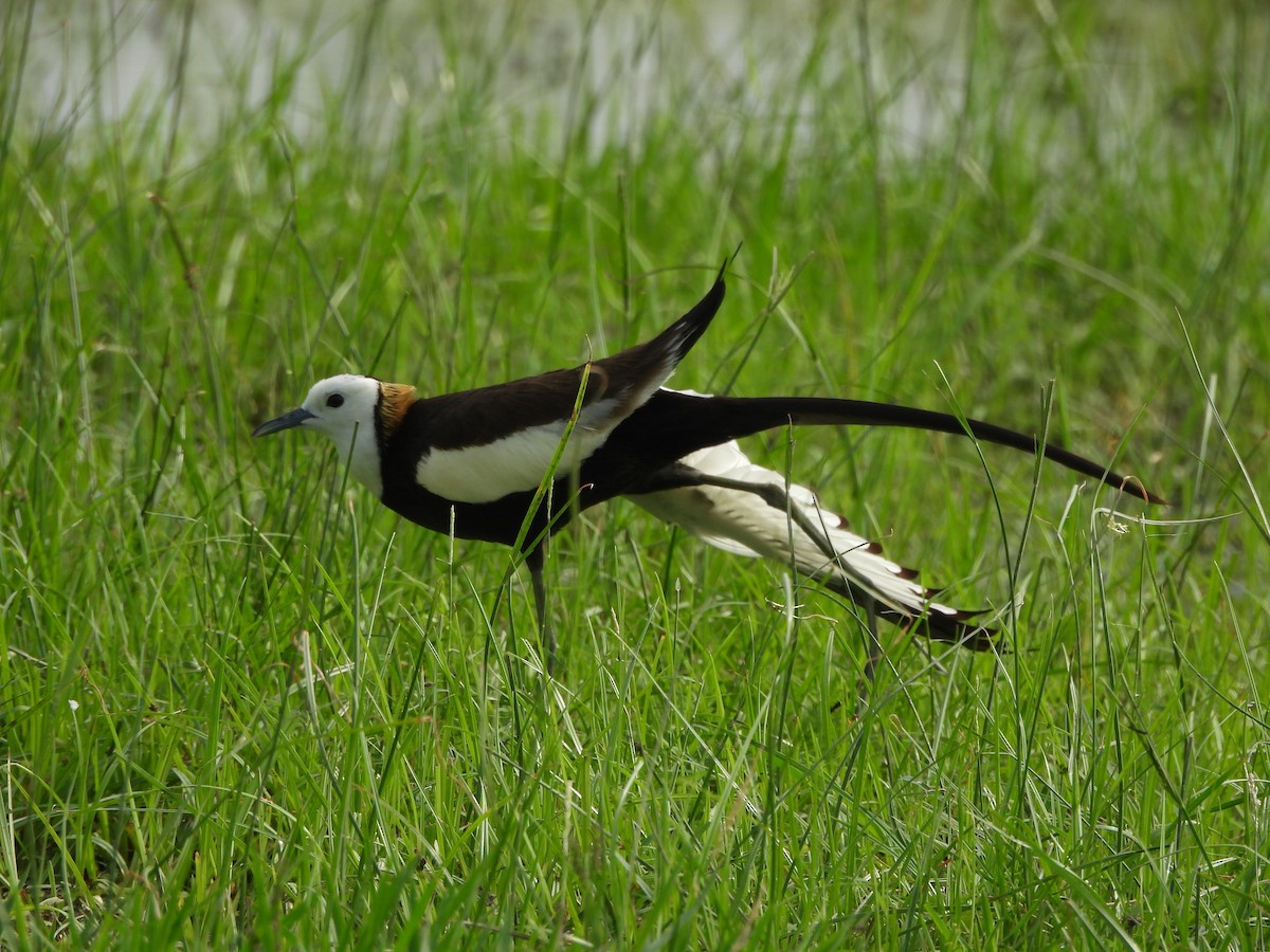 Pheasant-tailed Jacana - Ranjeet Singh