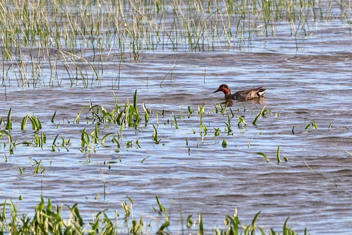 Green-winged Teal - ML621025645