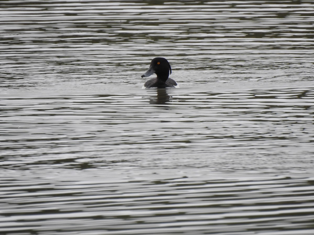 Tufted Duck - ML621025649