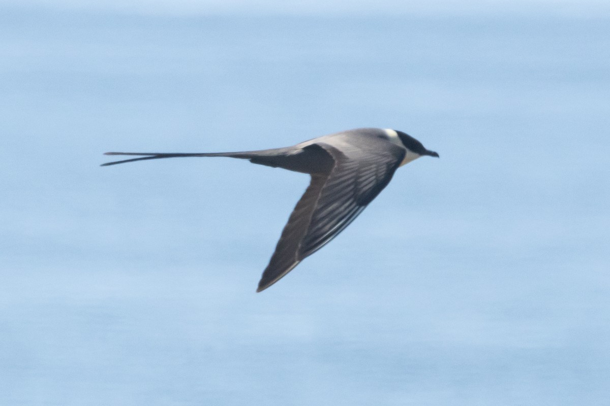 Long-tailed Jaeger - ML621025658