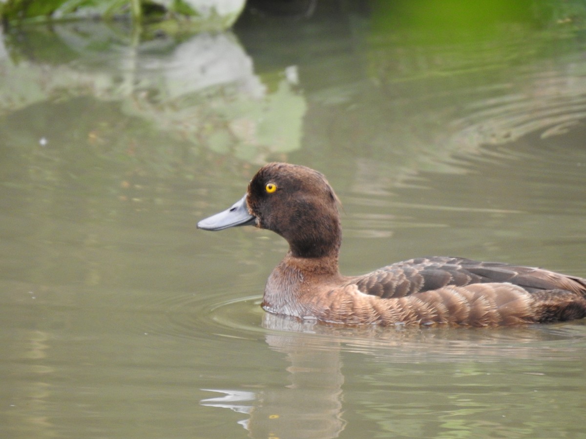 Tufted Duck - ML621025661