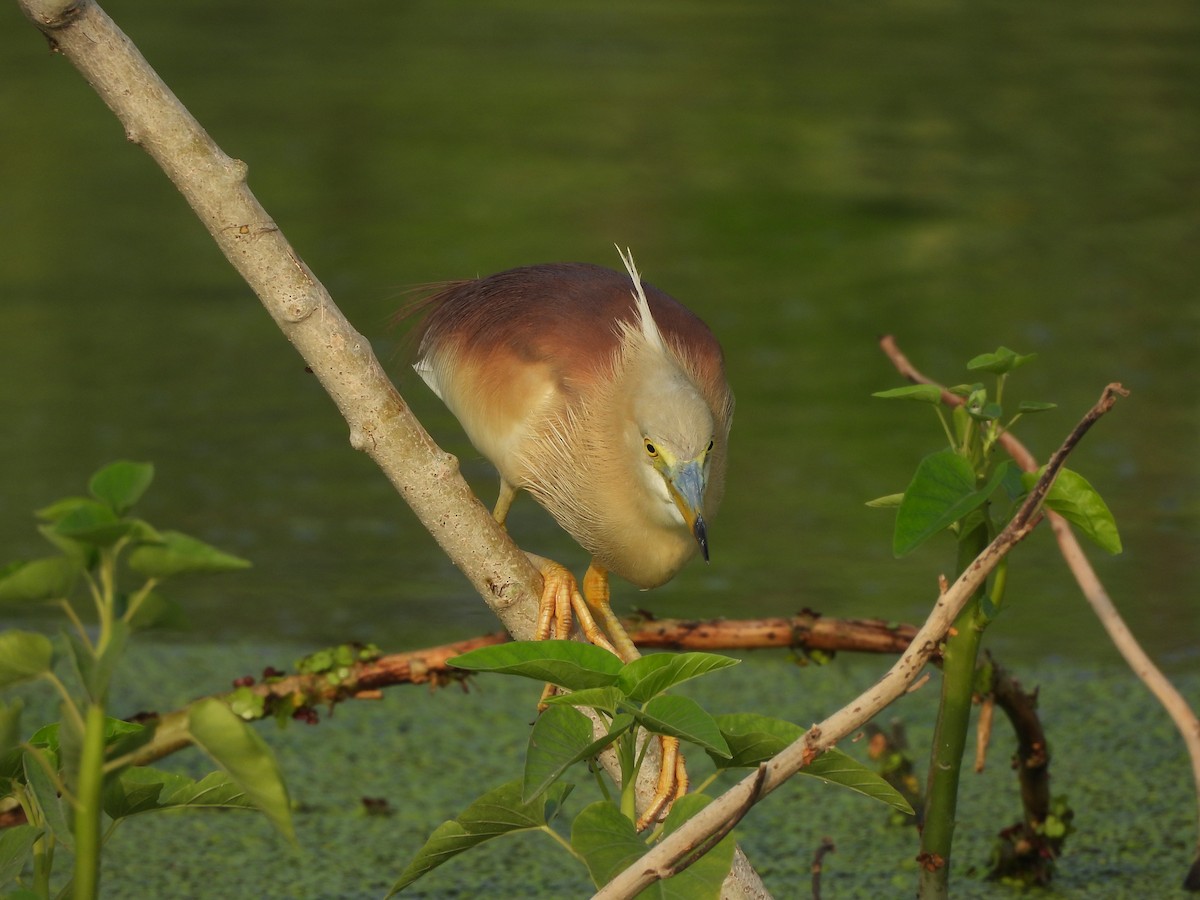 Indian Pond-Heron - ML621025663