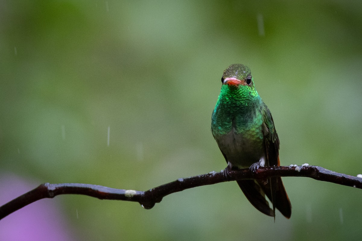 Rufous-tailed Hummingbird - ML621025664