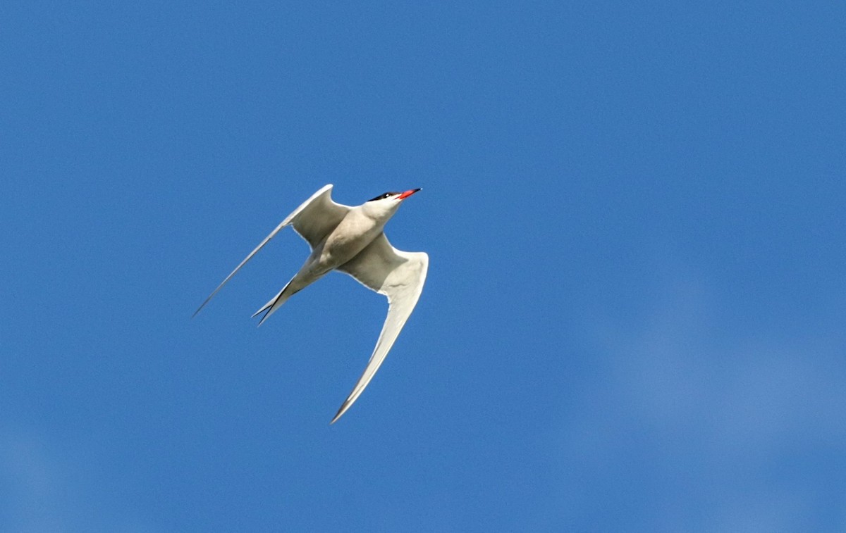 Common Tern - Yves Robichaud