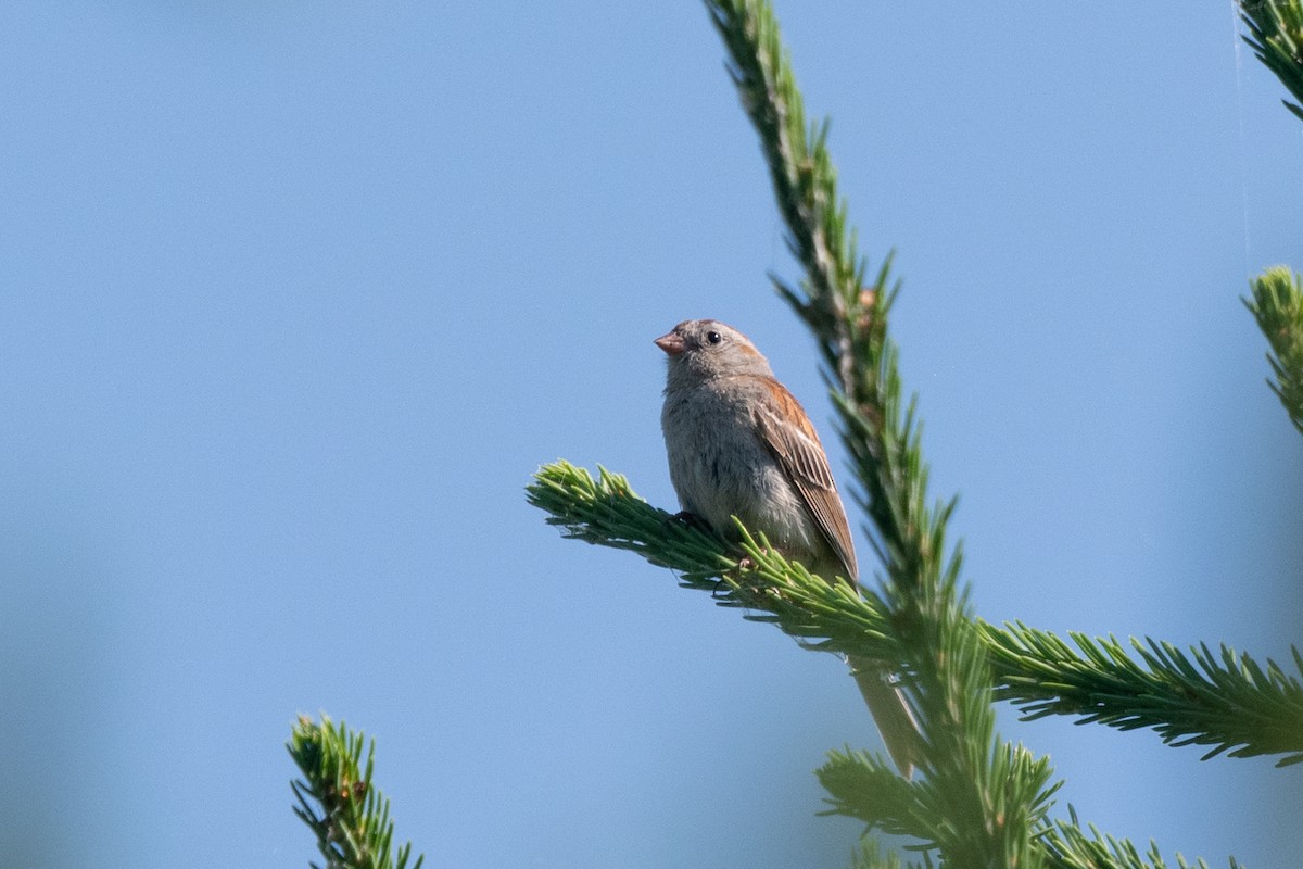Field Sparrow - ML621025716
