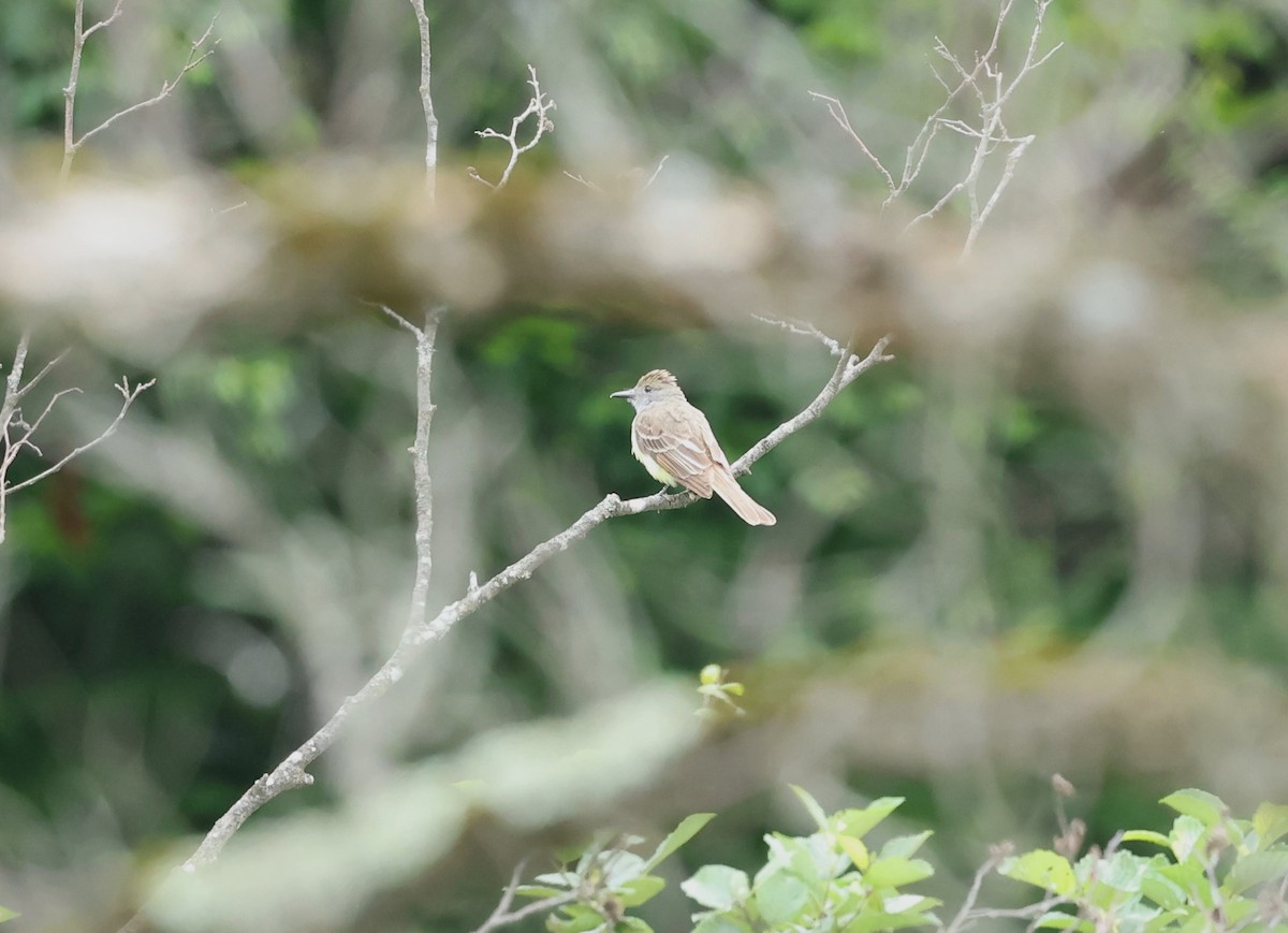 Great Crested Flycatcher - ML621025736