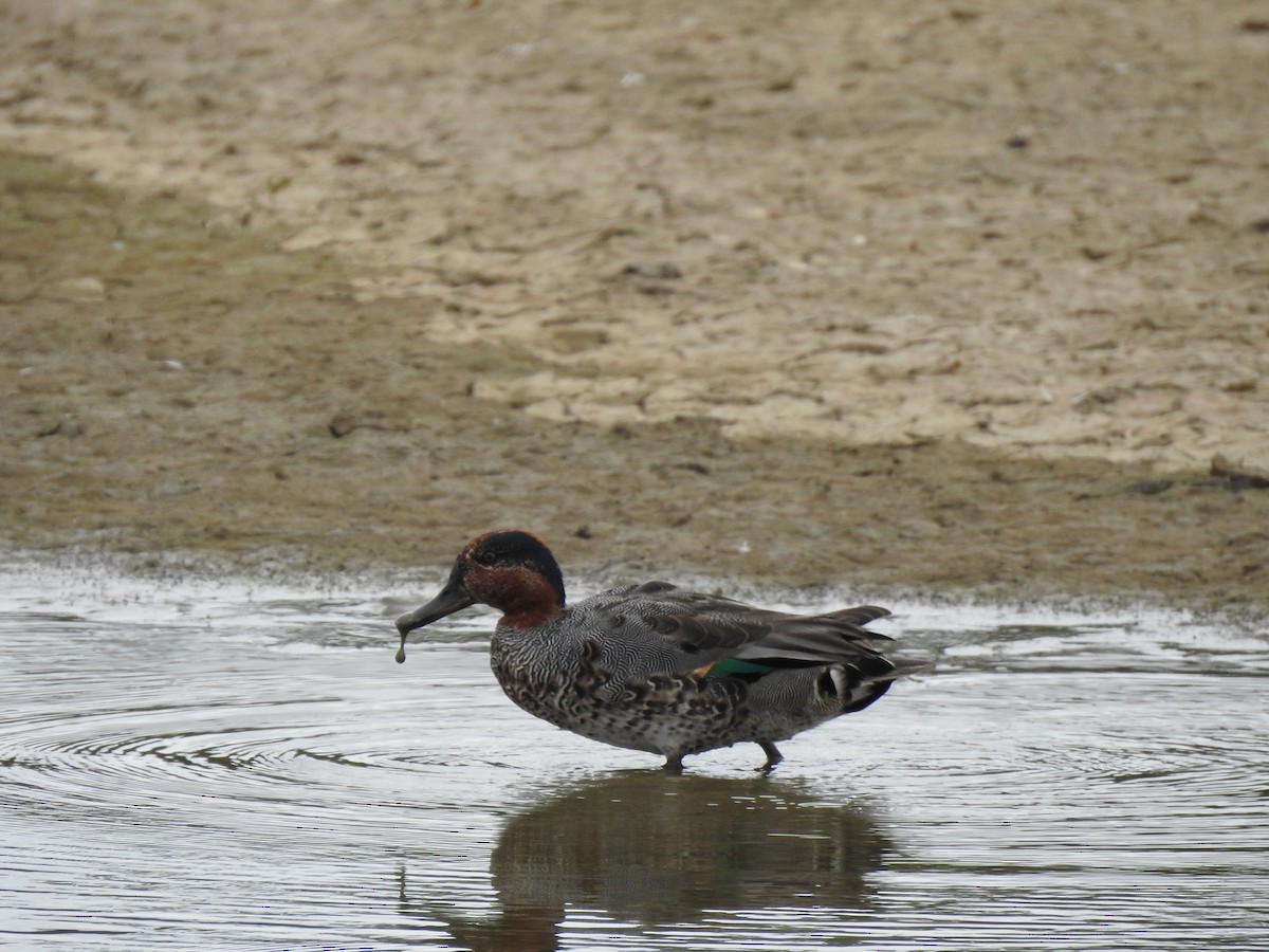 Green-winged Teal - ML621025762