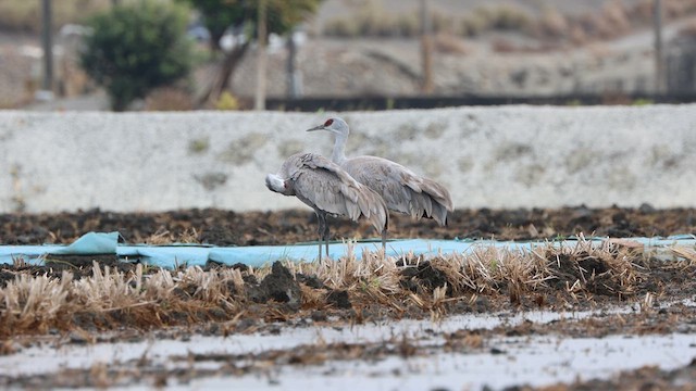 Sandhill Crane - ML621025833