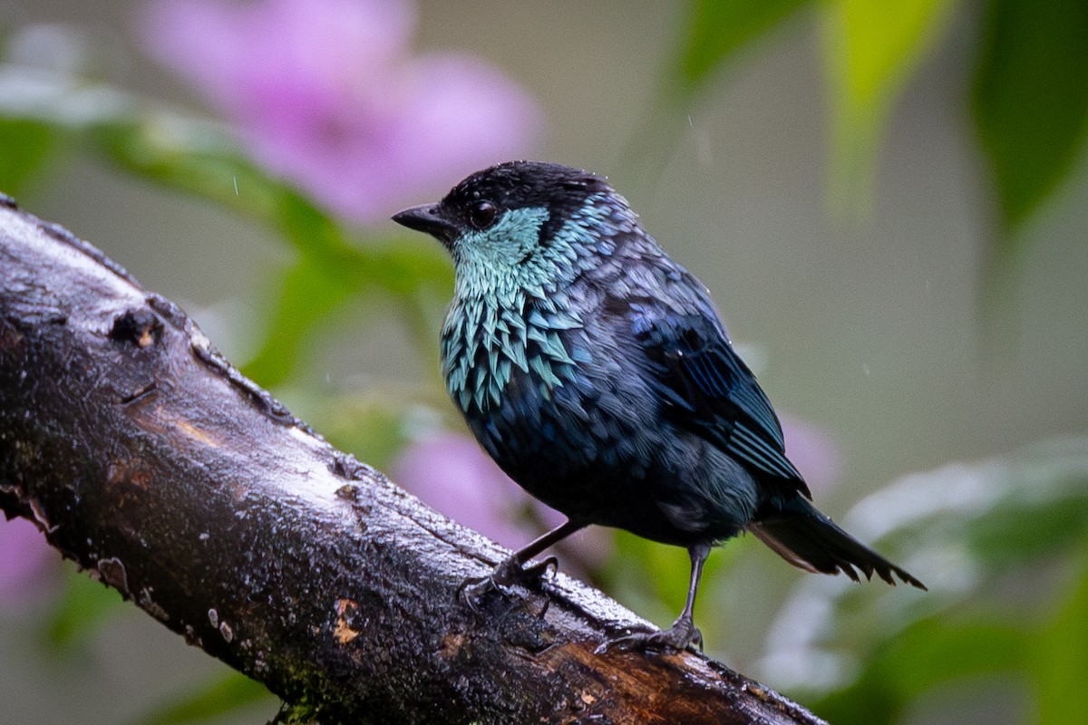 Black-capped Tanager - ML621025897