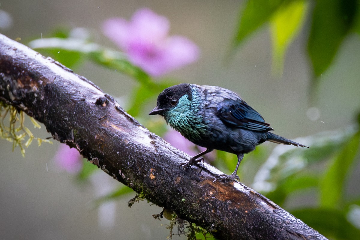 Black-capped Tanager - ML621025898